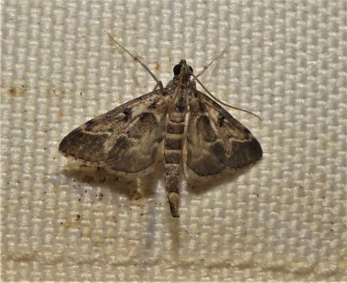 Réf. 336 692 : Duponchelia fovealis